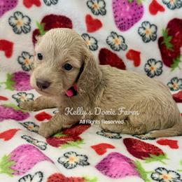 Cream Female Longhair Pink Collar - Cream female Dachshund puppy in Cleveland, Tennessee from Kelly's Doxie Farm