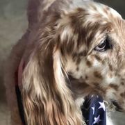 English Setters from Whisky Ridge English Setter