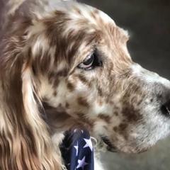 English Setters from Whisky Ridge English Setter