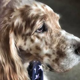 English Setters from Whisky Ridge English Setter