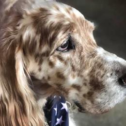English Setters from Whisky Ridge English Setter