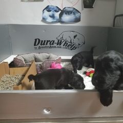American Hairless Terrier and Flat-Coated Retriever Puppies from Inspired Flat-Coated Retrievers and American Hairless Terriers