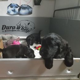 American Hairless Terrier and Flat-Coated Retriever Puppies from Inspired Flat-Coated Retrievers and American Hairless Terriers