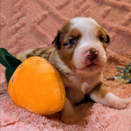 Reba - Red merle female Toy Australian Shepherd puppy in Shepherd, Texas from GAMALA Farm & Kennels