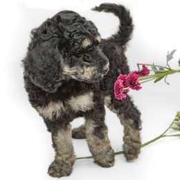 Poodle Puppies from DoodleHaven