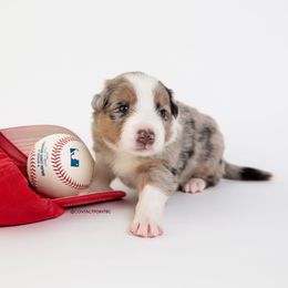 Border Collie Puppies from Contact Point Border Collies