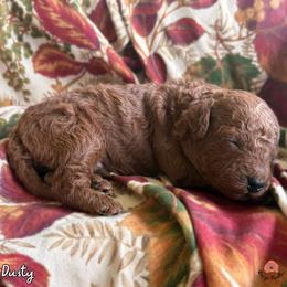 Dusty - Red  male Poodle puppy in Florida from Rouge Poodles