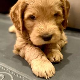 Australian Labradoodle Puppies from Lake Bay Labradoodles