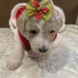 Sienna - Parti female Poodle puppy in Mobile, Alabama from Semmy’s Standard Poodle LLC