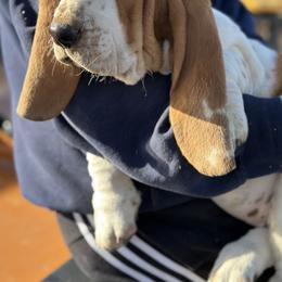 Basset Hound Puppies from Hill Top Basset Hounds & Great Pyrenees