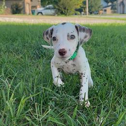 Benedict - White and liver brown male Dalmatian puppy in Mount Vernon, Missouri from Spots & Spirals