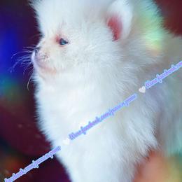 Luxe - White male Pomeranian puppy in Albany, Oregon from Purrs N Poms