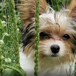 Yorkshire Terriers from Over the Rainbow Yorkies