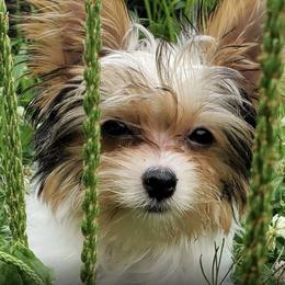 Yorkshire Terriers from Over the Rainbow Yorkies