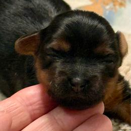 Dulce - Black and tan female Yorkshire Terrier puppy in Tangipahoa County, Louisiana from Riche’ Louisiana Yorkies