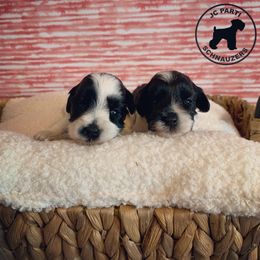 Miniature Schnauzer Puppies from JC Parti Schnauzers