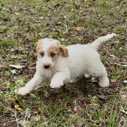 Milky Way - Parti male Goldendoodle puppy in Pensacola, Florida from Goldendoodles Love You in Pensacola Friend Edition