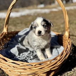 Blue Merle Female - Blue merle female Miniature Australian Shepherd puppy in Stuart, Virginia from Apple Tree Mini Aussies