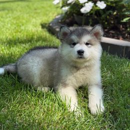 Girl 4 - Gray and white female Alaskan Malamute puppy in Ramsey, Minnesota from Windchaser Kennels
