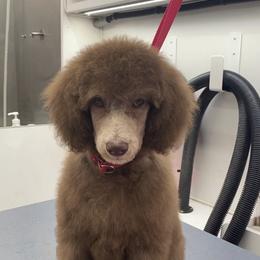Poodle All Grown Up from Purley Poodles