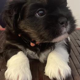 Boy 2   Orange - Black male Lhasa Apso puppy in Palm Bay, Florida from Lhasa Apso Doggy Stylez Fl