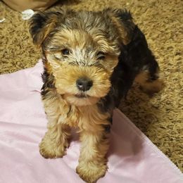 Lakeland Terriers from Brush Creek Lakeland Terriers