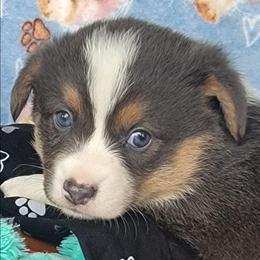 Black Paw Bandana Boy - Blue male Pembroke Welsh Corgi puppy in Cherokee, Oklahoma from MCS Farms-OK