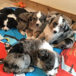 Miniature Australian Shepherd Puppies from Fuller Aussies