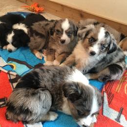 Miniature Australian Shepherd Puppies from Fuller Aussies