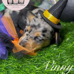 Vinny - Dapple male Dachshund puppy in Mt. Sterling, Kentucky from Decadent Doxies of KY