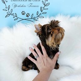 Yorkshire Terrier Puppies from Diamonds & Pearls Yorkshire Terriers