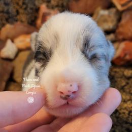 Tanzanite - Blue merle and white male Cardigan Welsh Corgi puppy in Winston, Oregon from There and Back Again Corgis