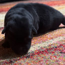 Felix - Black and red male German Shepherd puppy in Charlottesville, Virginia from AB_Elite_GSD