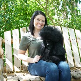 Poodle All Grown Up from Madness Kennels