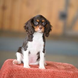Chai - Chocolate female Cavalier King Charles Spaniel puppy in Sugarcreek, Ohio from Chocolate Cavalier
