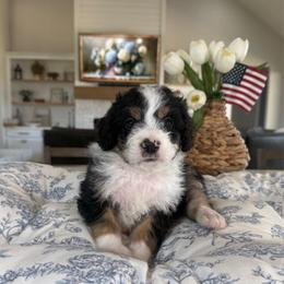 Mint - Tri-color male Bernedoodle puppy in Indiahoma, Oklahoma from Farm Fresh Doodles