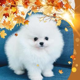 Pomeranian Puppies from Kouture Pomeranians
