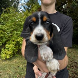 Orange collar Female - Black brown and white female Basset Hound puppy in Lindley, New York from Hill Top Basset Hounds & Cane Corso