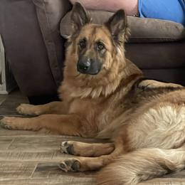 Lilly - German Shepherd