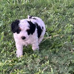 Kristoff - Parti male Poodle puppy in Loretto, Tennessee from K Kountry Farm