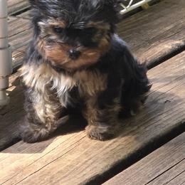 Boy 1 - Black and gold male Yorkshire Terrier puppy in Colton, Oregon from Yorkies & More R US