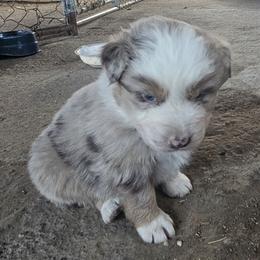 Merle Boy 1 - Red merle male Australian Shepherd puppy in Wauneta, Nebraska from 4H Aussies