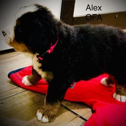 Alex - Black rust and white male Bernese Mountain Dog puppy in Strasburg, Ohio from Lois Allison