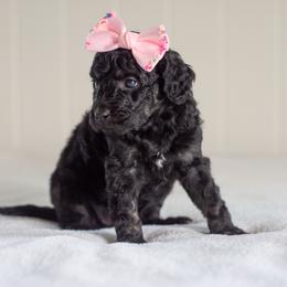 Sweetie Pie - Phantom female Goldendoodle puppy in Woodruff, South Carolina from Crooked Creek Doodles and Poodles