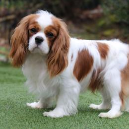Theo - Cavalier King Charles Spaniel
