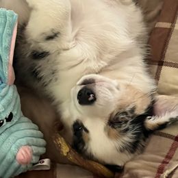 Cardigan Welsh Corgis and Pembroke Welsh Corgis from Spots and Sploots