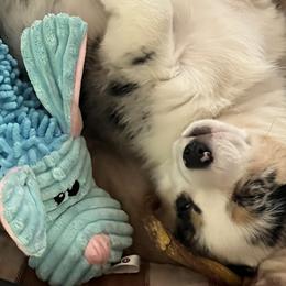 Cardigan Welsh Corgis and Pembroke Welsh Corgis from Spots and Sploots