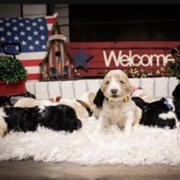 Goldendoodle Puppies from Best Doodles