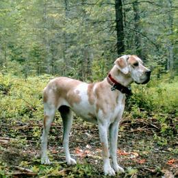 Great Danes from James Danes