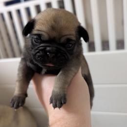 Tate - Fawn male Pug puppy in Winter Haven, Florida from Lisa's Pugalicious Pugs